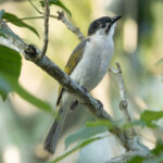 Styan's Bulbul (image by Vincent van der Spek)