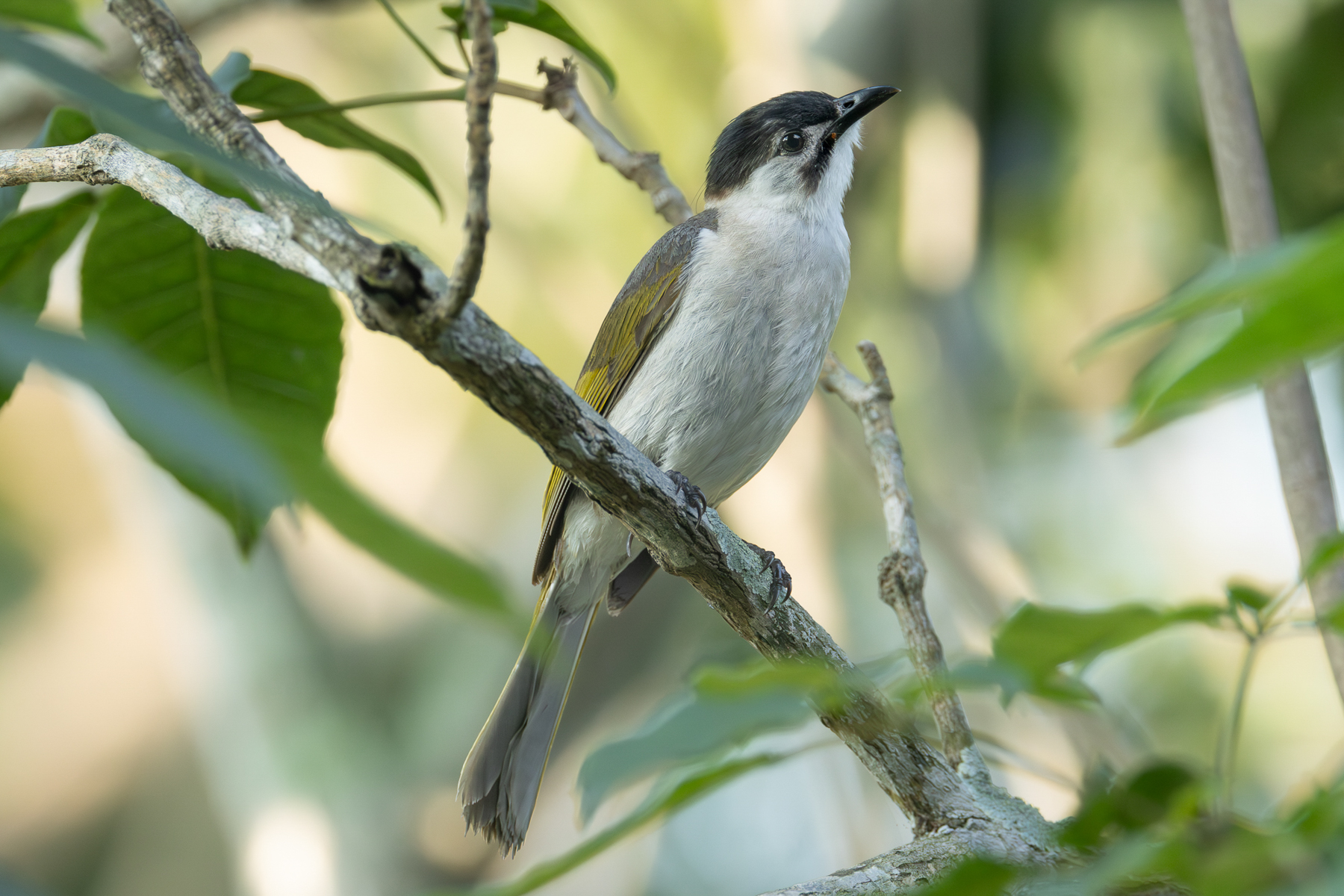 Styan's Bulbul (image by Vincent van der Spek)