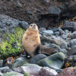Subantarctic Fur Seal (image by Mark Van Beirs)