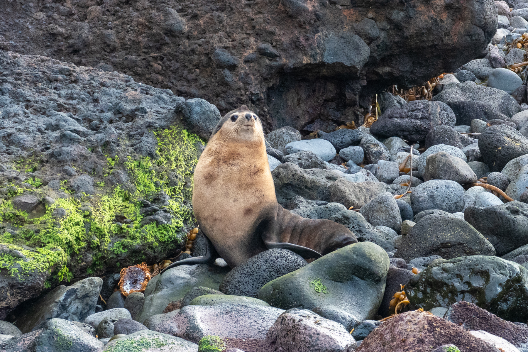 Subantarctic Fur Seal (image by Mark Van Beirs)