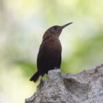 Sumichrast's Wren (image by Leo Garrigues)