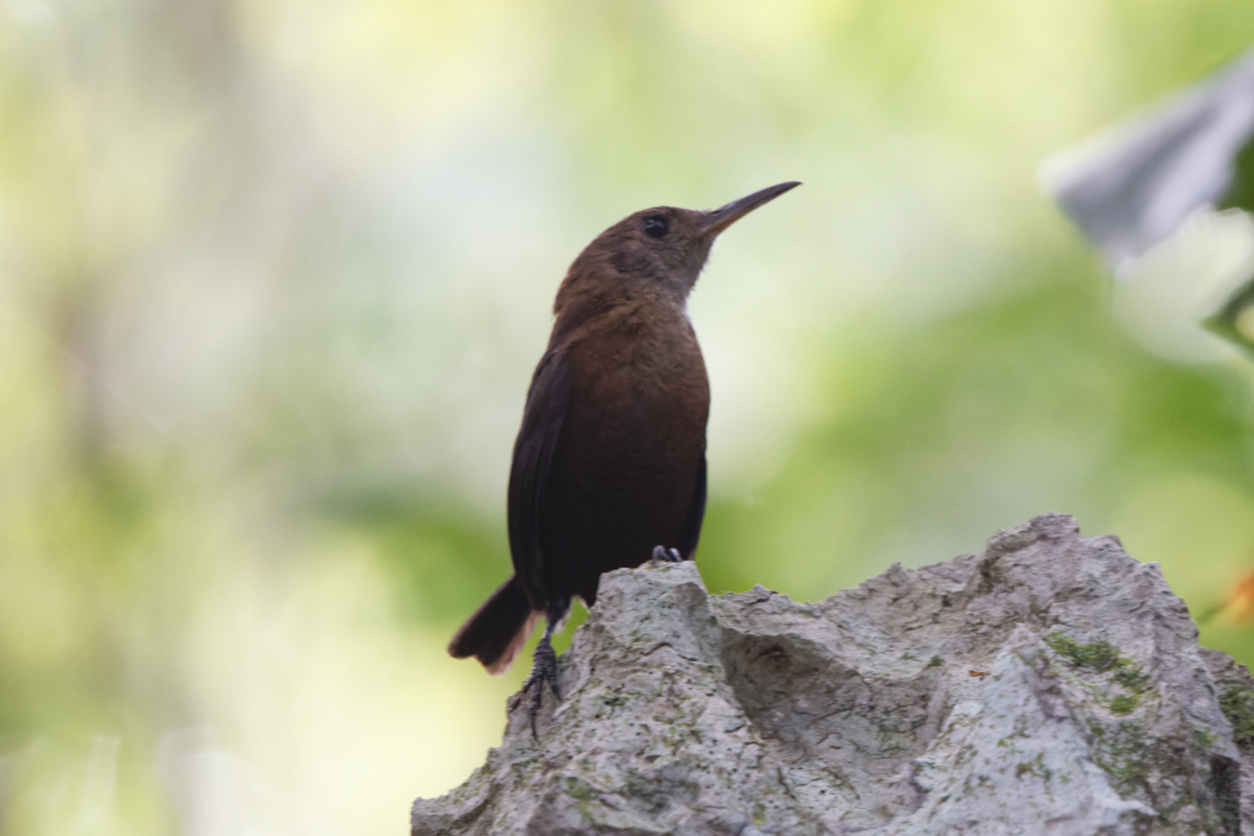 Sumichrast's Wren (image by Leo Garrigues)