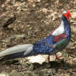 Swinhoe's Pheasant (image by Vincent van der Spek)