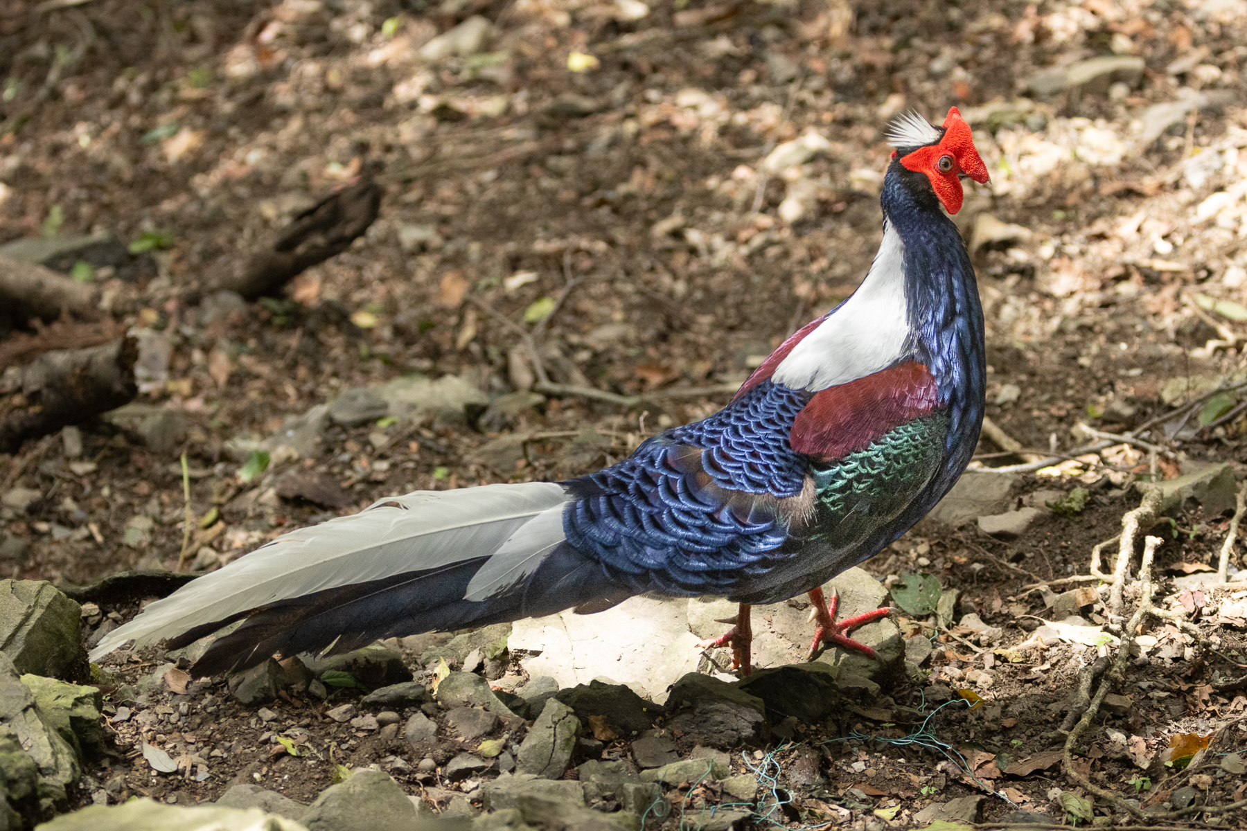 Swinhoe's Pheasant (image by Vincent van der Spek)