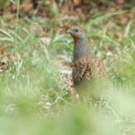 Taiwan Bamboo Partridge (image by Vincent van der Spek)