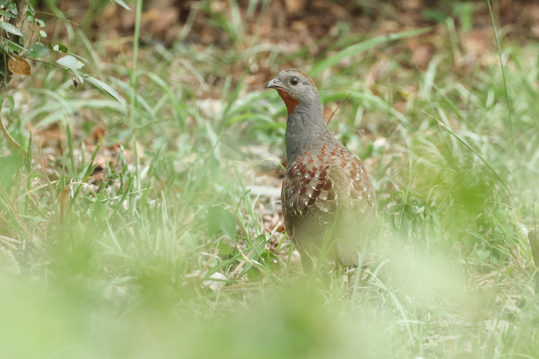 Taiwan Bamboo Partridge (image by Vincent van der Spek)