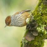 Taiwan Barwing (image by Vincent van der Spek)