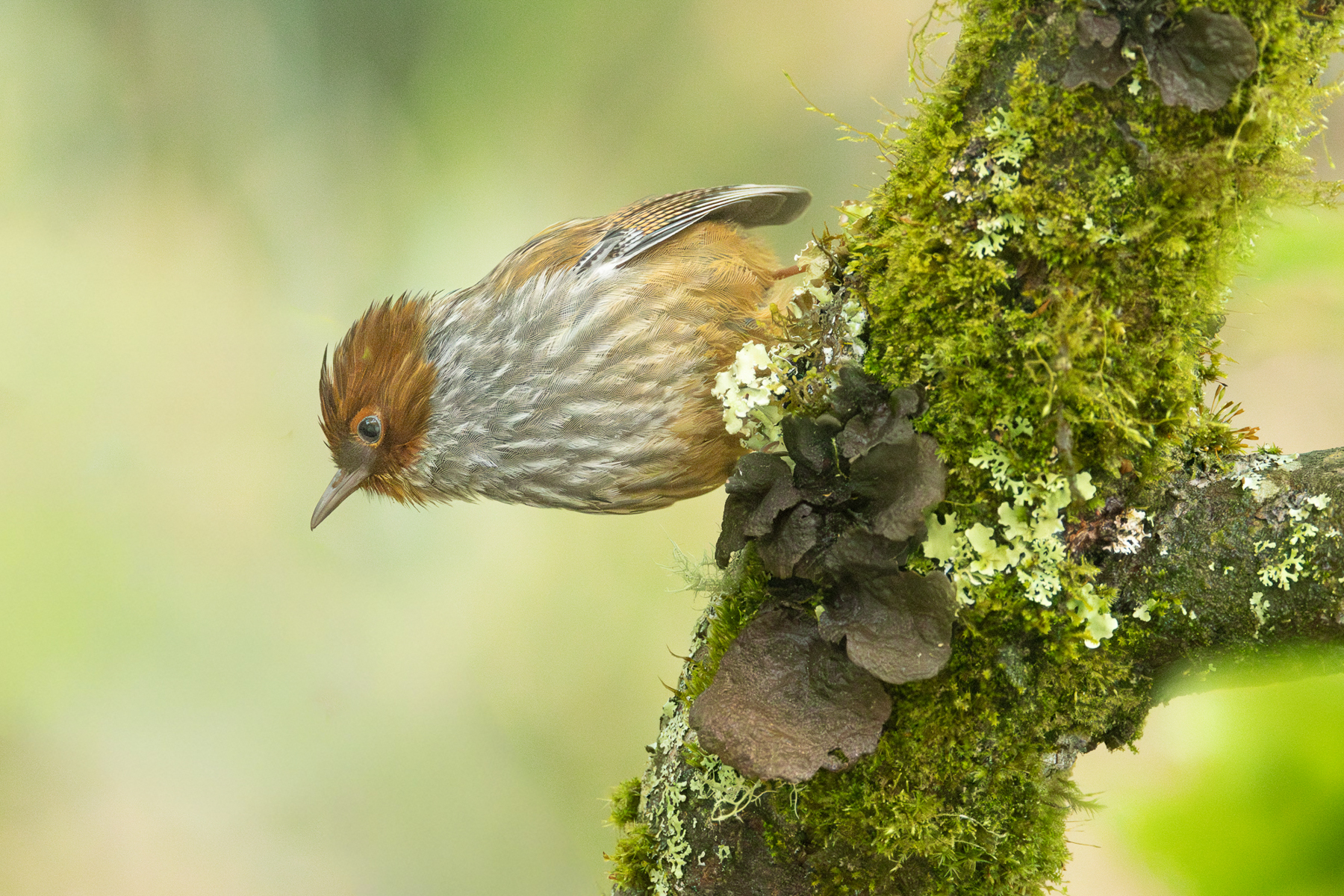 Taiwan Barwing (image by Vincent van der Spek)