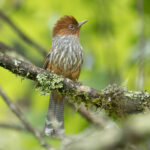 Taiwan Barwing (image by Vincent van der Spek)