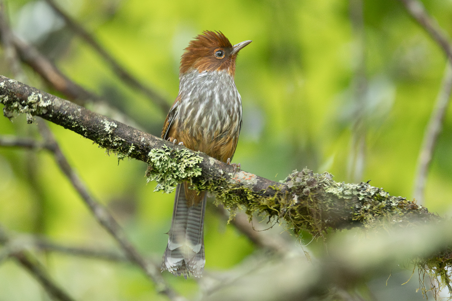 Taiwan Barwing (image by Vincent van der Spek)