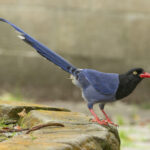 Taiwan Blue Magpie (image by Vincent van der Spek)