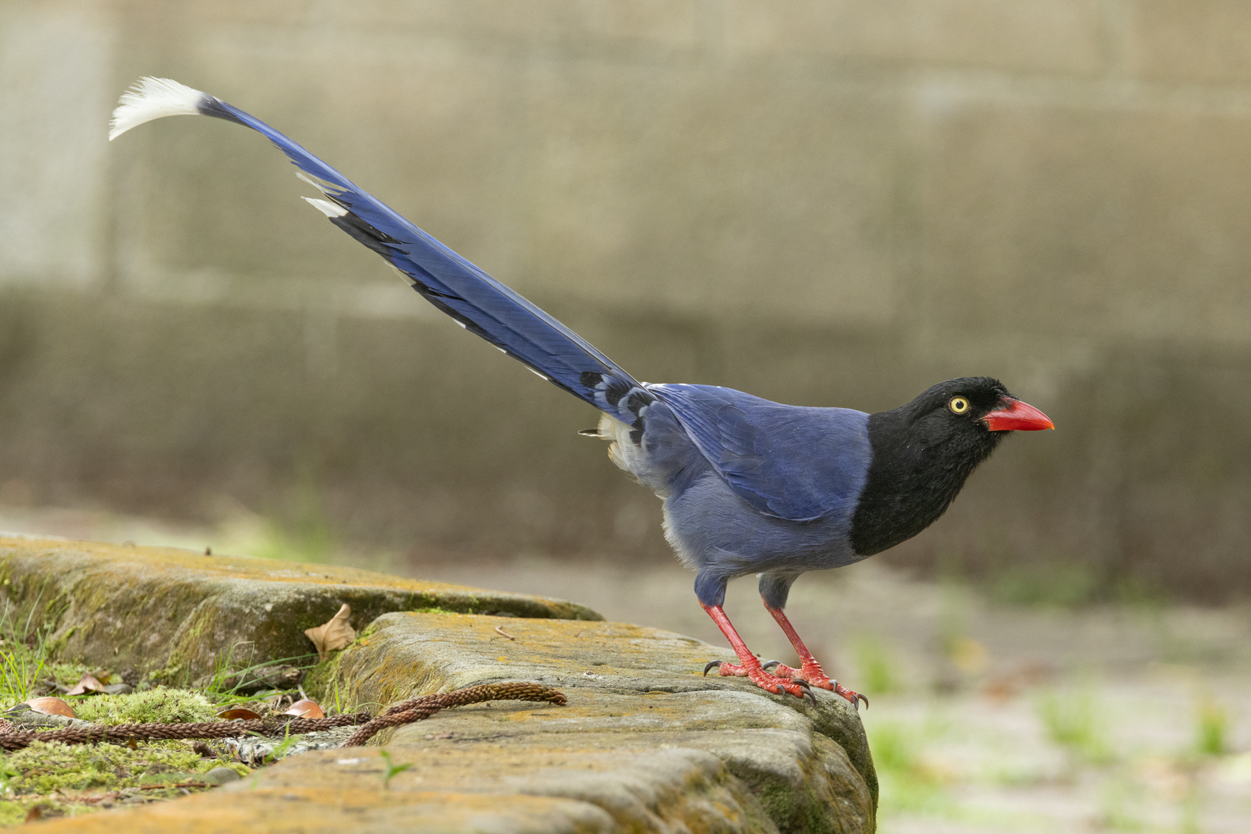 Taiwan Blue Magpie (image by Vincent van der Spek)