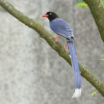 Taiwan Blue Magpie (image by Vincent van der Spek)