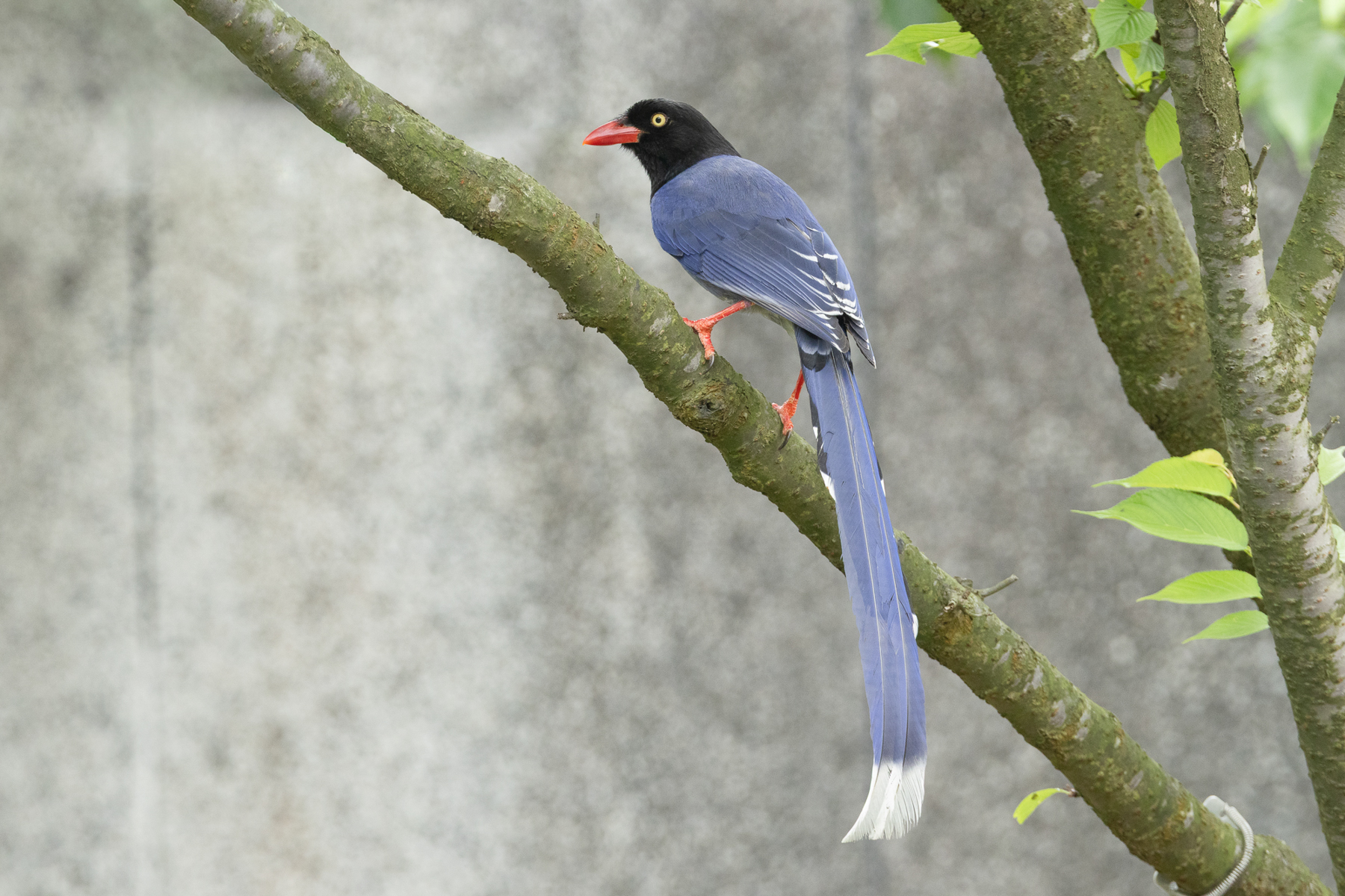 Taiwan Blue Magpie (image by Vincent van der Spek)