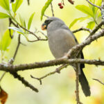 Taiwan Bullfinch (image by Vincent van der Spek)