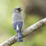 Taiwan Bullfinch (image by Vincent van der Spek)