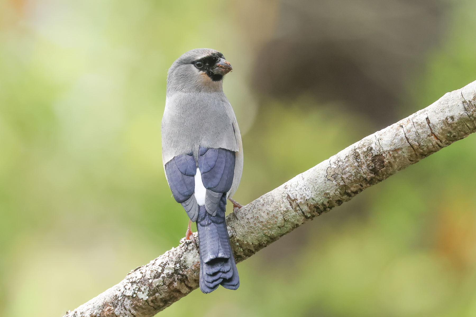 Taiwan Bullfinch (image by Vincent van der Spek)