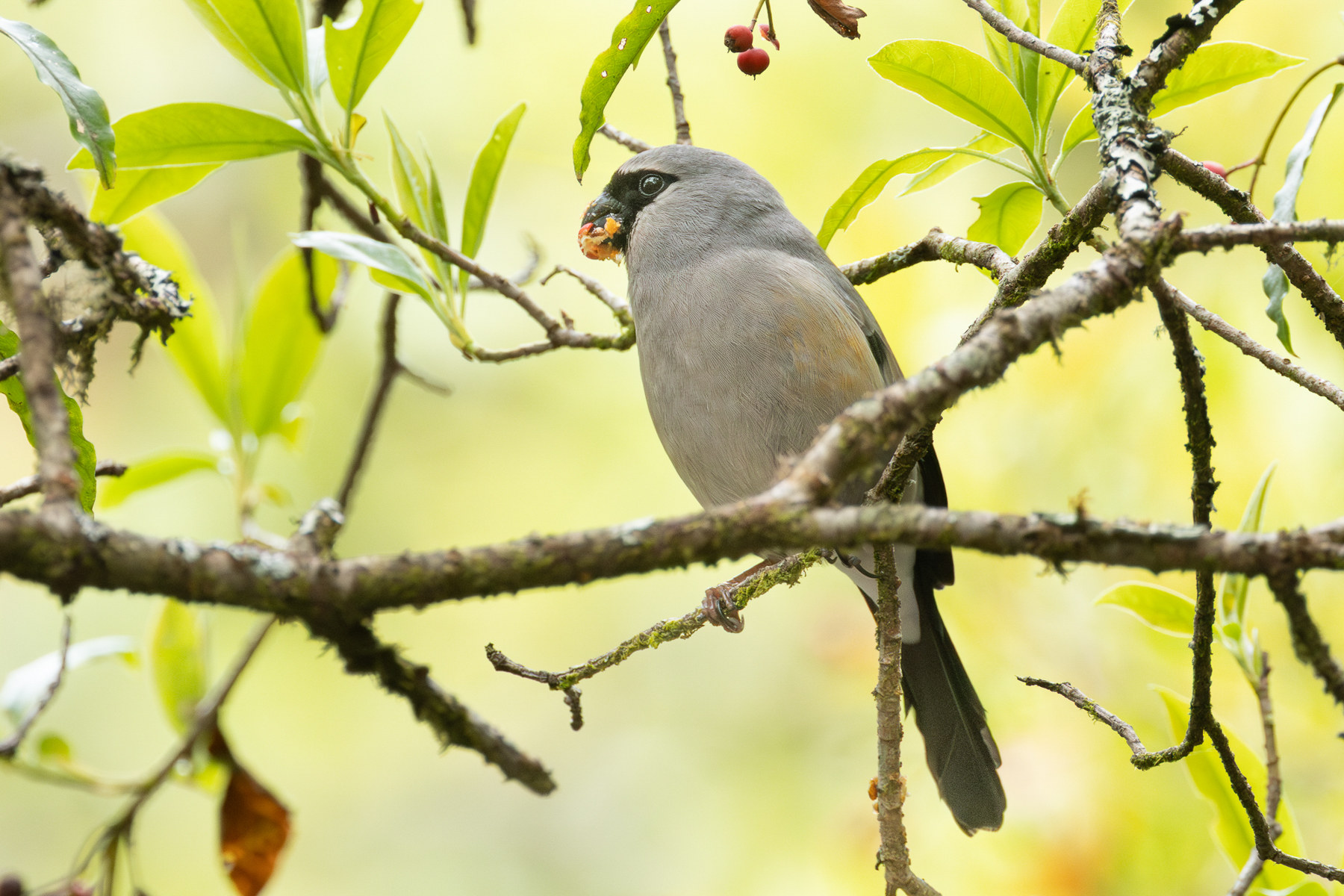 Taiwan Bullfinch (image by Vincent van der Spek)