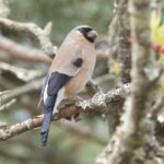 Taiwan Bullfinch (image by Vincent van der Spek)