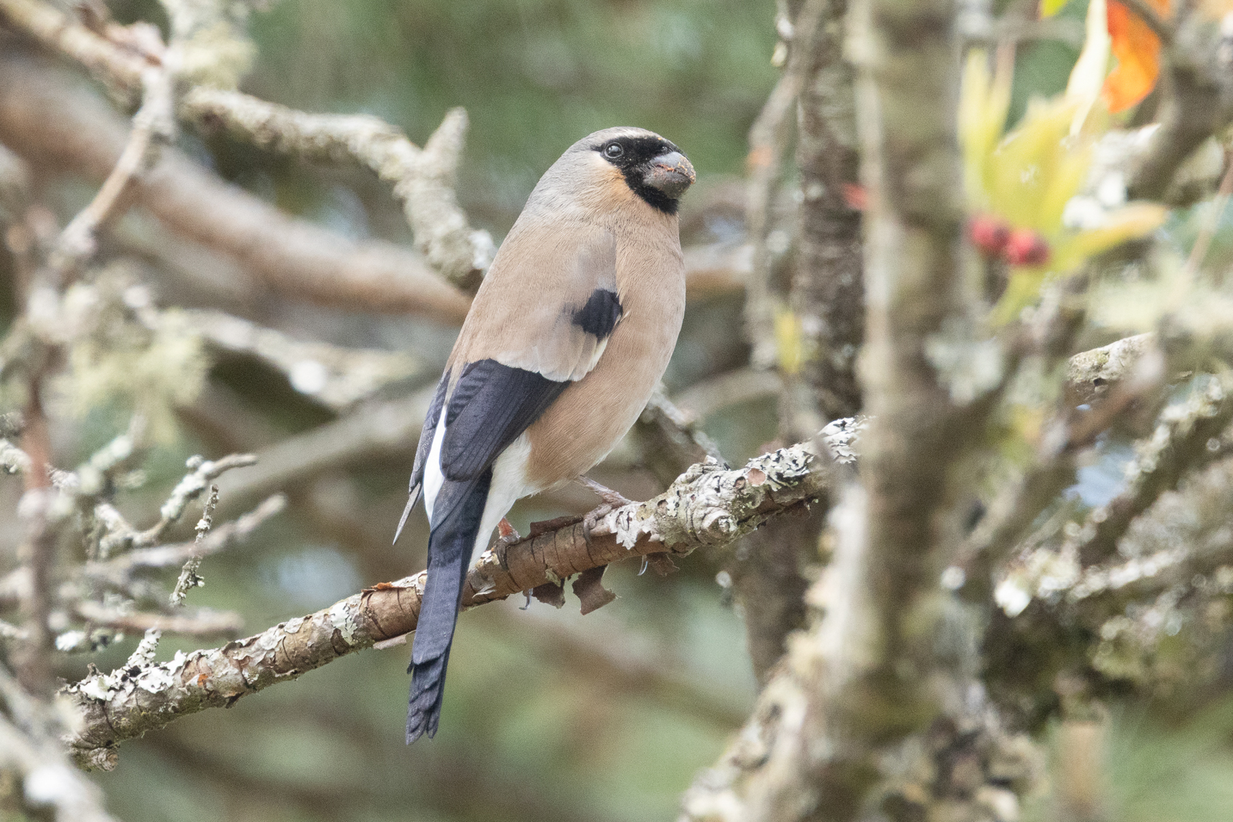 Taiwan Bullfinch (image by Vincent van der Spek)
