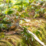 Taiwan Cupwing (image by Vincent van der Spek)