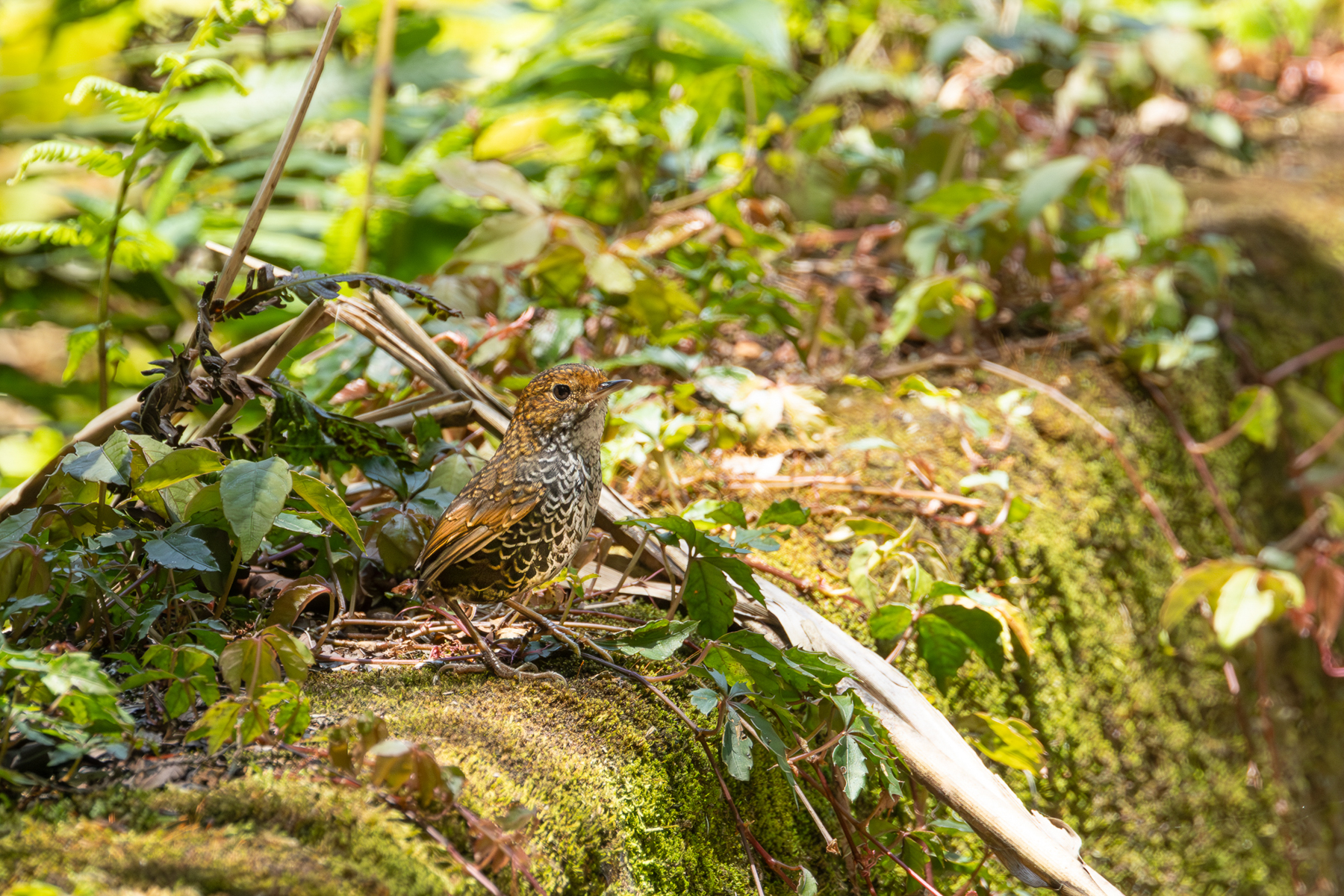 Taiwan Cupwing (image by Vincent van der Spek)