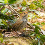 Taiwan Cupwing (image by Vincent van der Spek)