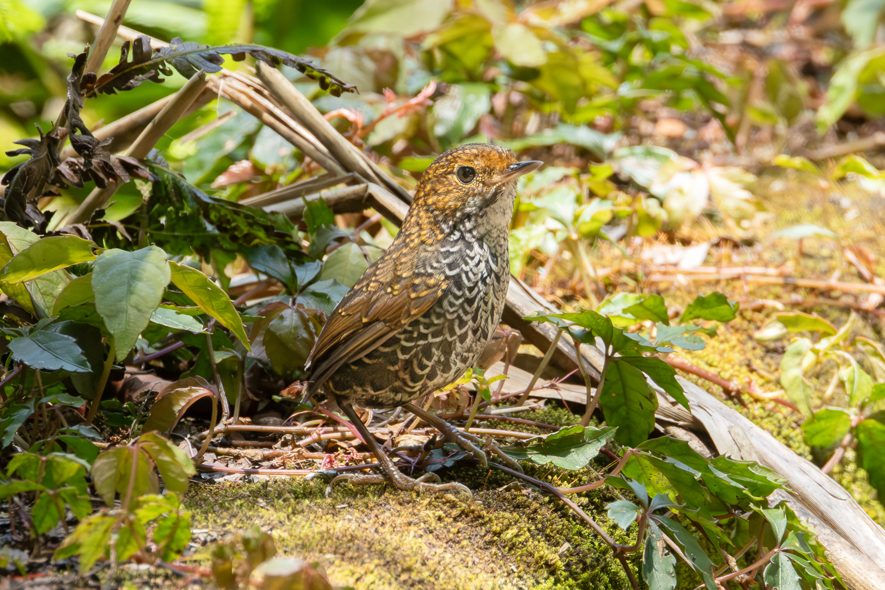 Taiwan Cupwing (image by Vincent van der Spek)