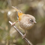 Taiwan Fulvetta (image by Vincent van der Spek)