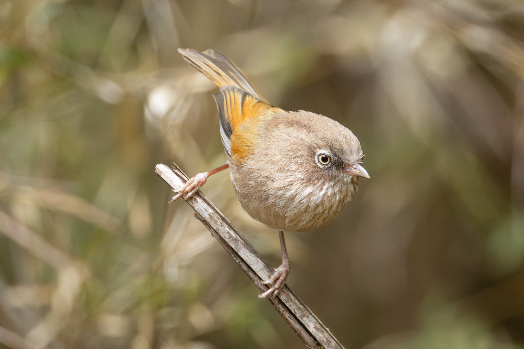 Taiwan Fulvetta (image by Vincent van der Spek)