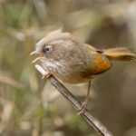 Taiwan Fulvetta (image by Vincent van der Spek)
