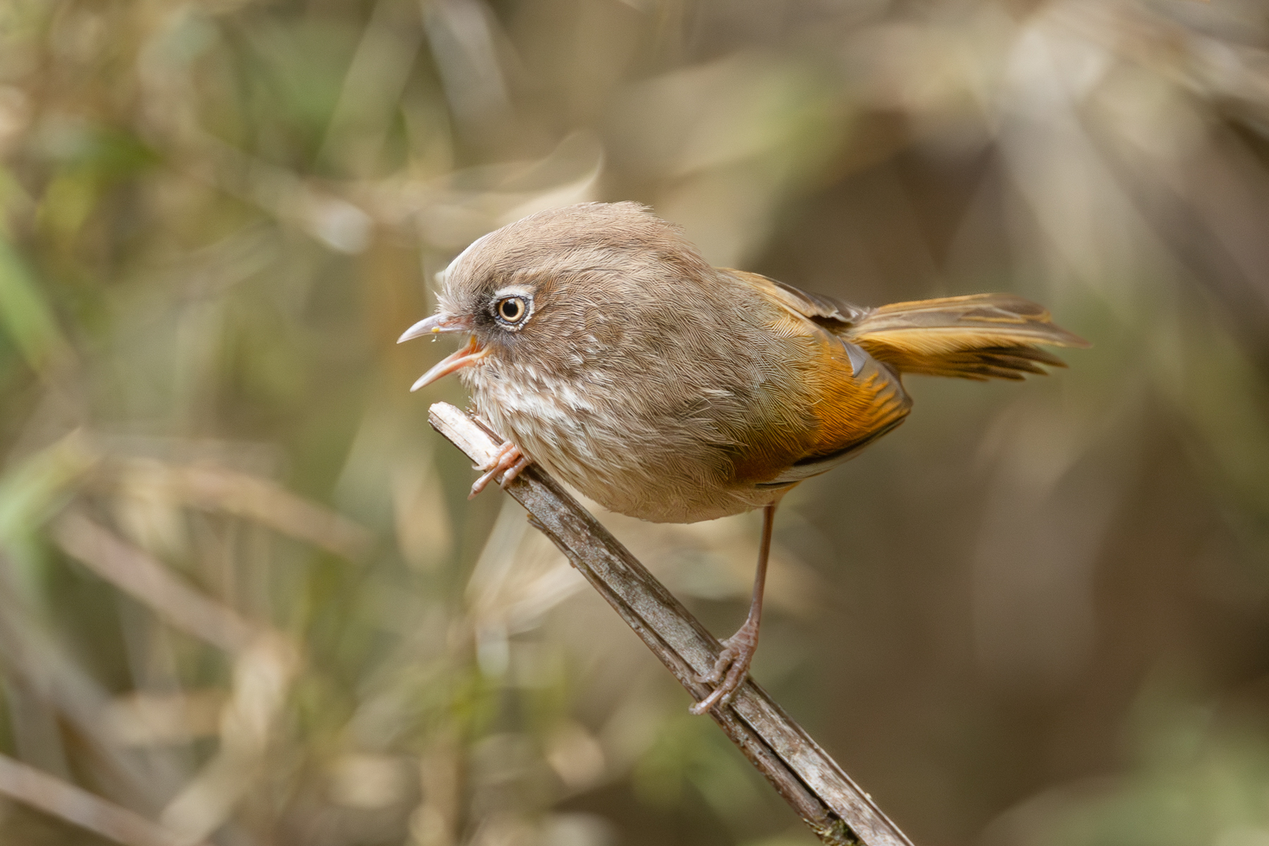 Taiwan Fulvetta (image by Vincent van der Spek)