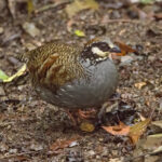 Taiwan Partridge (image by Vincent van der Spek)