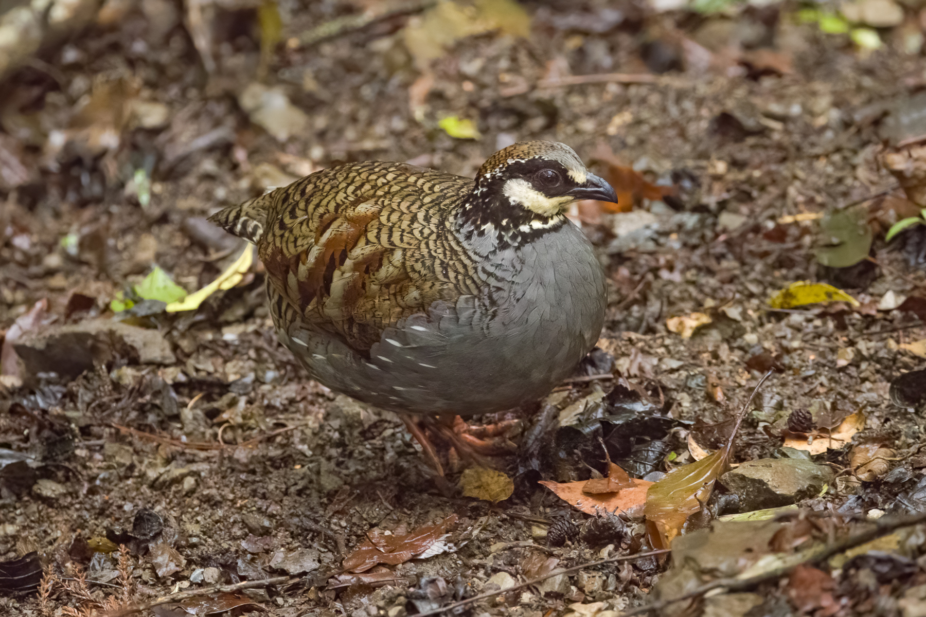 Taiwan Partridge (image by Vincent van der Spek)