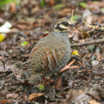 Taiwan Partridge (image by Vincent van der Spek)
