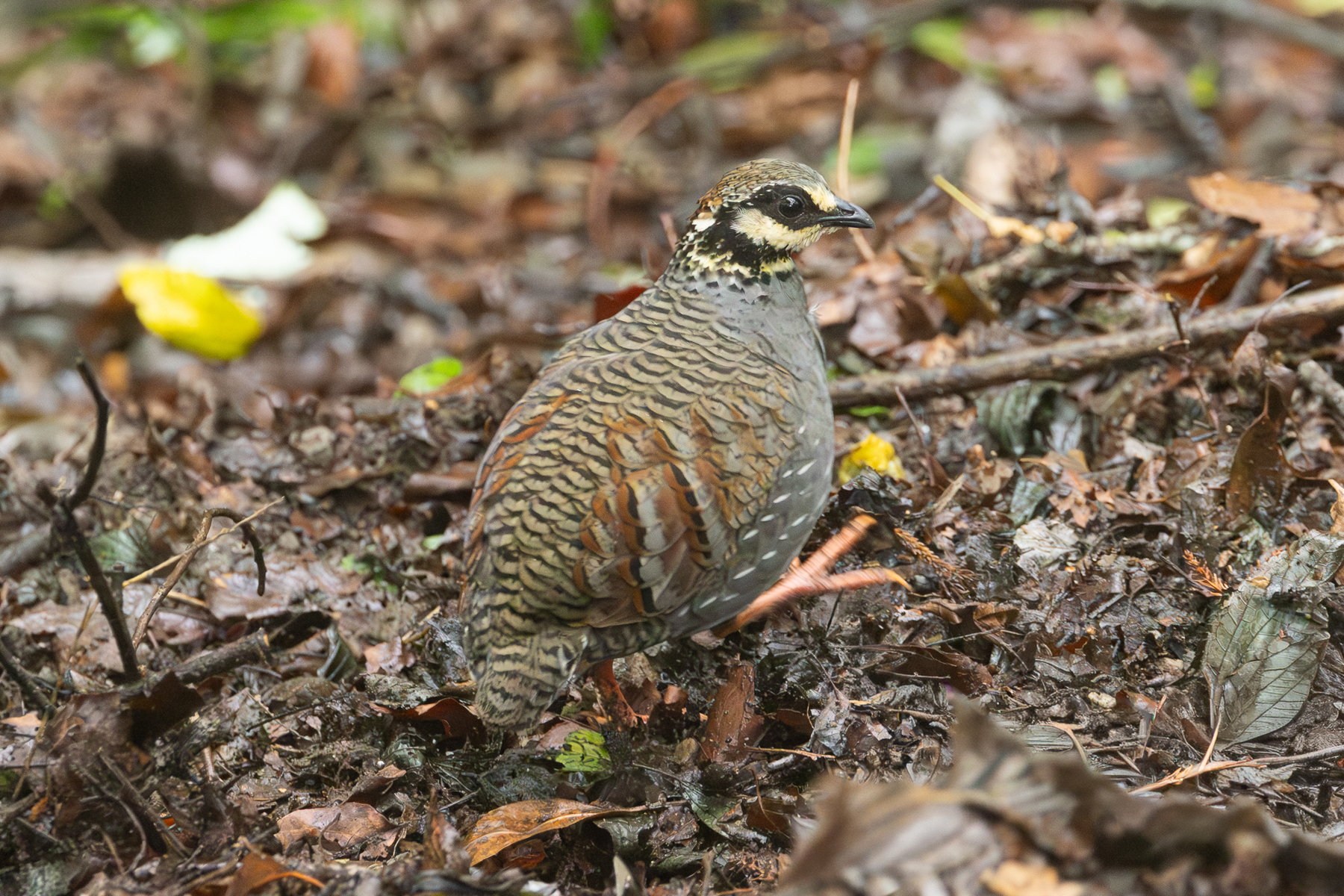 Taiwan Partridge (image by Vincent van der Spek)