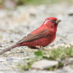 Taiwan Rosefinch (image by Vincent van der Spek)