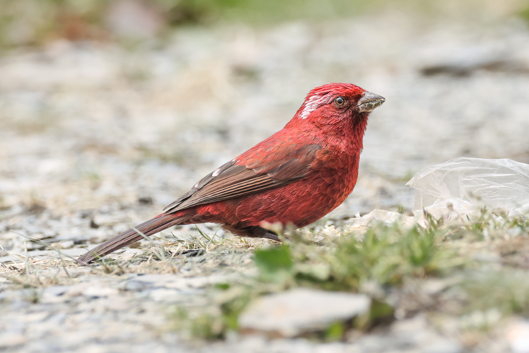 Taiwan Rosefinch (image by Vincent van der Spek)