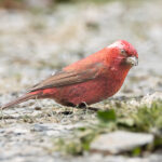 Taiwan Rosefinch (image by Vincent van der Spek)
