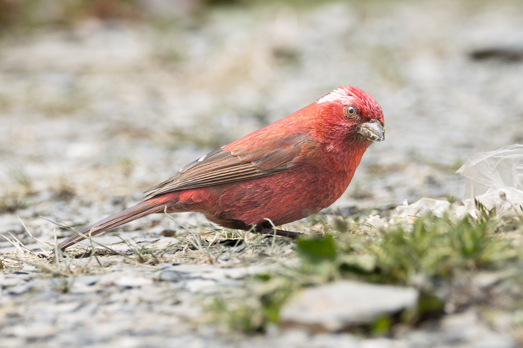 Taiwan Rosefinch (image by Vincent van der Spek)
