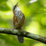Taiwan Scimitar Babbler (image by Vincent van der Spek)