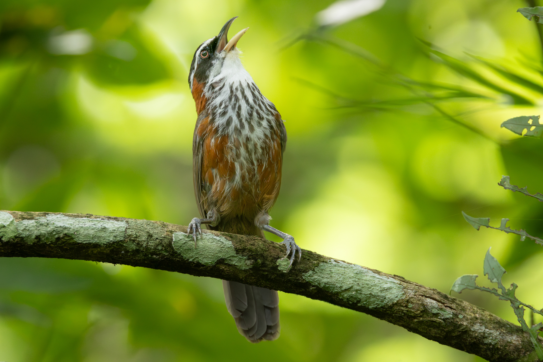 Taiwan Scimitar Babbler (image by Vincent van der Spek)