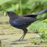 Taiwan Whistling Thrush (image by Vincent van der Spek)