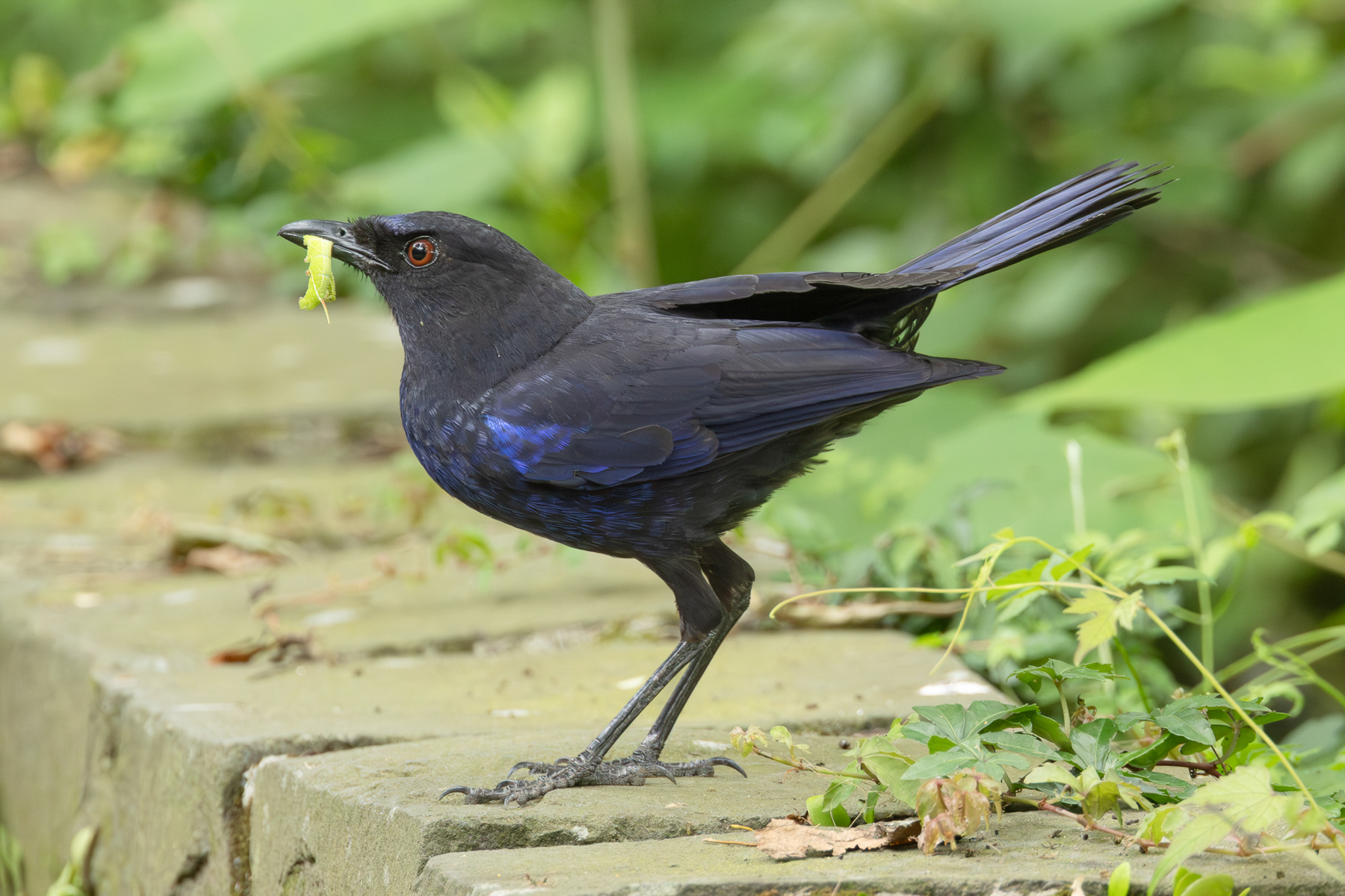 Taiwan Whistling Thrush (image by Vincent van der Spek)
