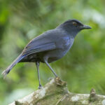 Taiwan Whistling Thrush (image by Vincent van der Spek)