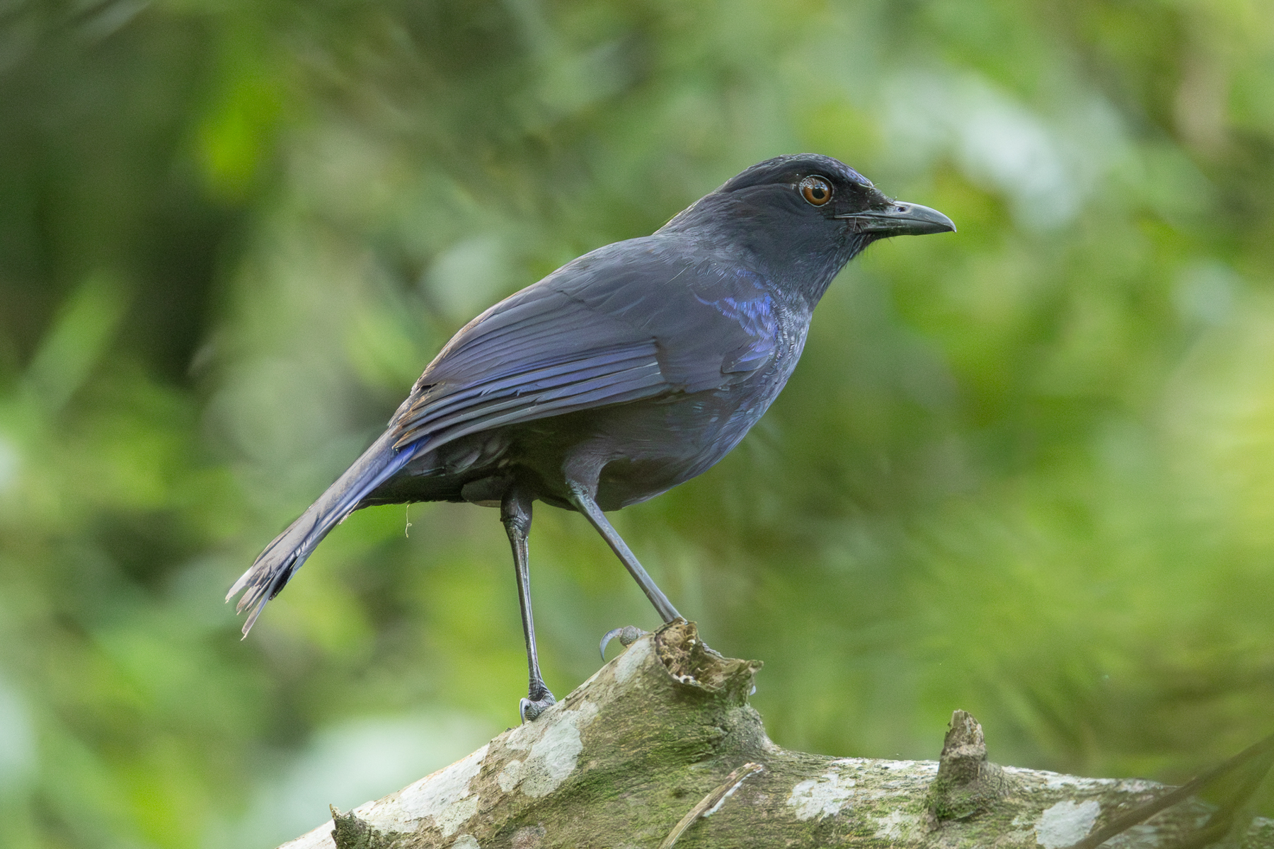Taiwan Whistling Thrush (image by Vincent van der Spek)