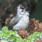 Taiwan Yuhina (image by Vincent van der Spek)