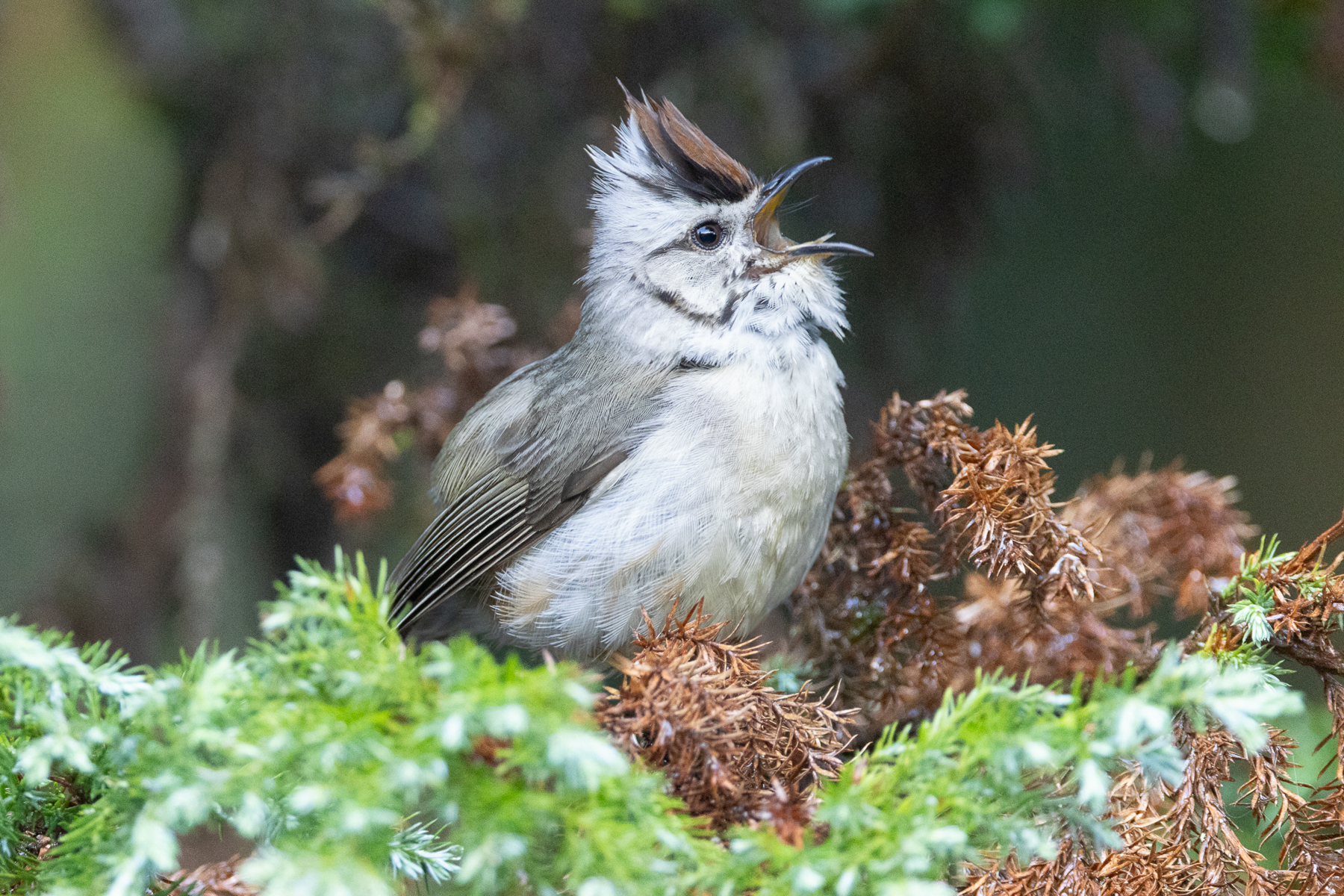 Taiwan Yuhina (image by Vincent van der Spek)