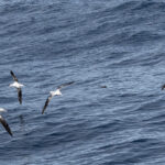 Tristan Albatrosses (image by Nick Lessof)
