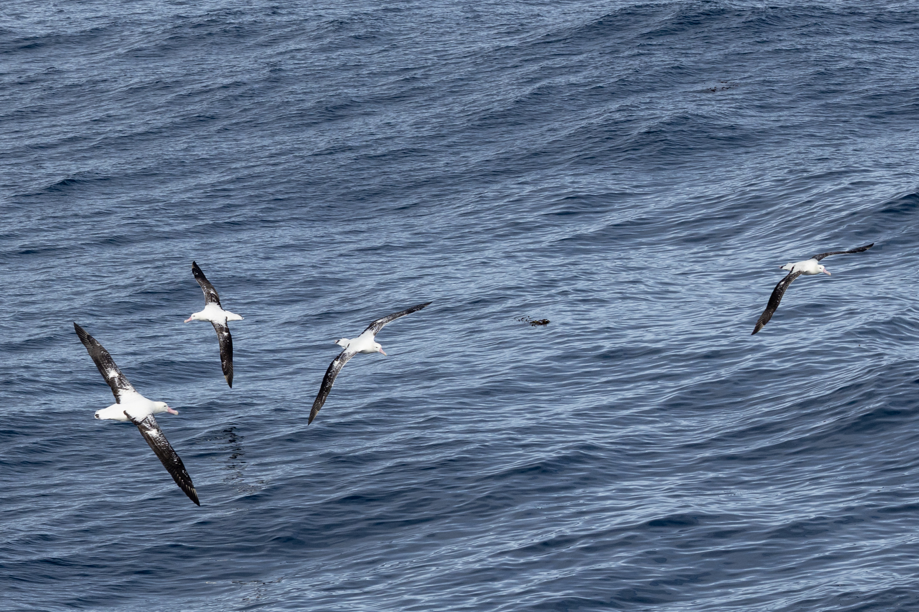 Tristan Albatrosses (image by Nick Lessof)